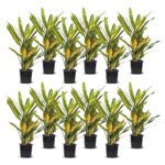 sunny star croton