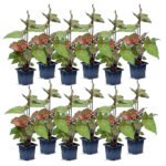 Syngonium