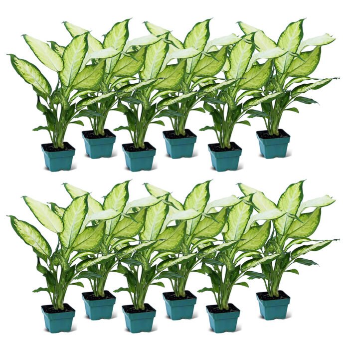 houseplants