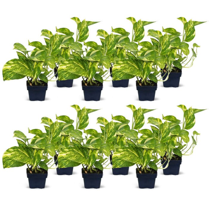 golden pothos
