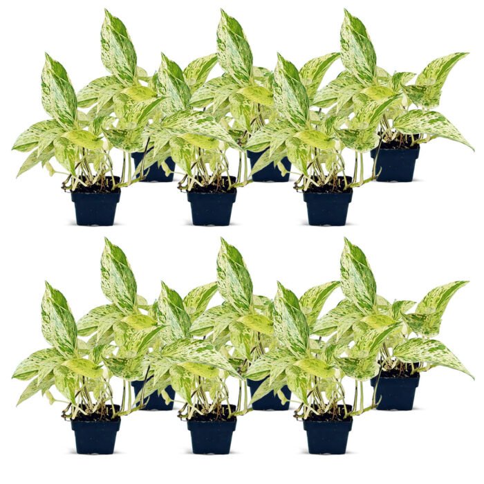 marble queen pothos