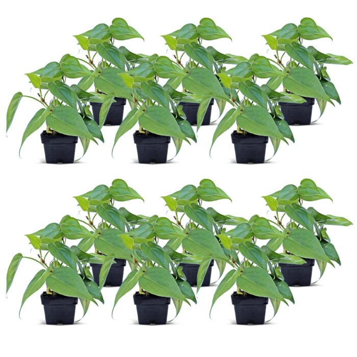 houseplants